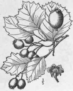 26 Crataegus Oakesi Na Eggleston Oakes Thorn 702