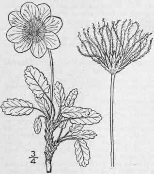 26 Dryas L Sp Pl 501 1753 626