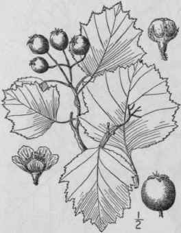 27 Crataegus Chrysoc Rpa Ashe Round Leaved Thorn 703