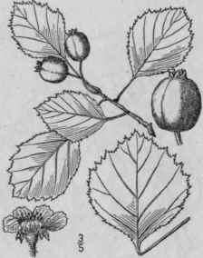 28 Crataegus J Ckii Sargent Jack s Thorn 704