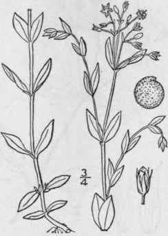 3 Alsine Uligin Sa Murr Britton Bog Starwort Marsh 93