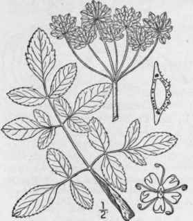 3 Angelica VILL Sa Walt B S P Pubescent Or Hairy A 1471