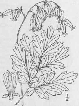 3 Bicuculla Eximia Ker Millsp Wild Bleeding Heart 329