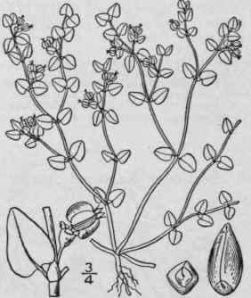 3 Chamaesyce Serpens H B K Small Round Leaved Spre 1076