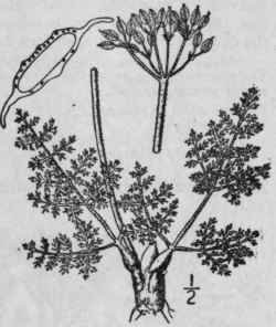 3 Cogswellia Foenicul Cea Nutt Coult Rose Hairy Pa 1461