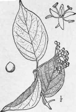 3 Cornus Priceae Small Miss Price s Cornel 1524