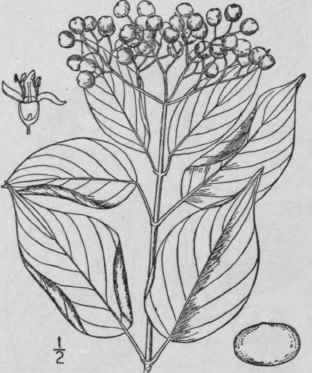 3 Cornus Priceae Small Miss Price s Cornel 1525
