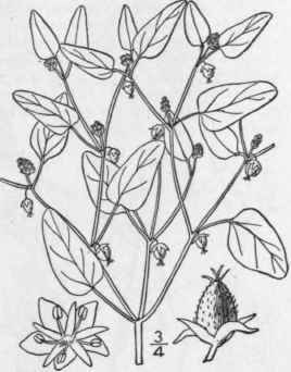 3 Croton Monanth Gynus Michx Single Fruited Croton 1057