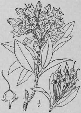 3 Kalmia Latif Lia L American Or Mountain Laurel C 1572
