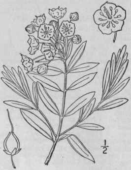 3 Kalmia Latif Lia L American Or Mountain Laurel C 1573