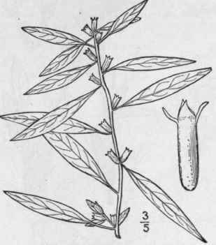3 Ludwigia Glandul Sa Walt Cylindnc Fruited Ludwig 1360