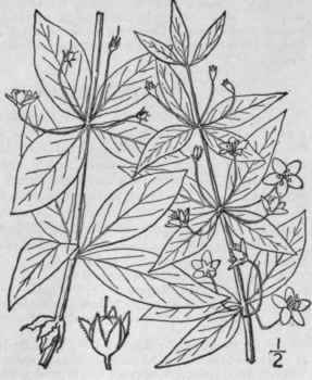 3 Lysimachia Quadrif Lia L Cross Wort Whorled Loos 1631