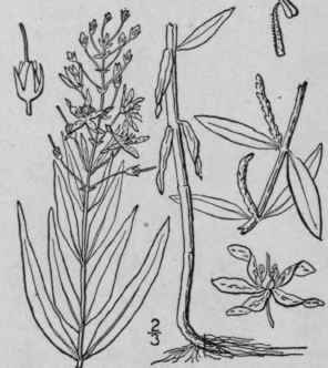 3 Lysimachia Quadrif Lia L Cross Wort Whorled Loos 1632