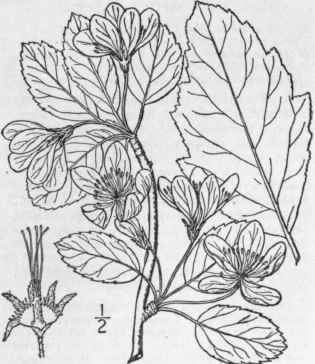 3 Malus Io Nsis Wood Britton Western Crab Apple 666
