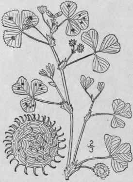 3 Medicago Hispida Gaertn Toothed Medic Bur Clover 813