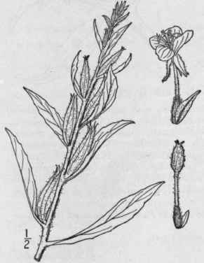 3 Oenothera Muric Ta L Northern Evening Primrose 1381