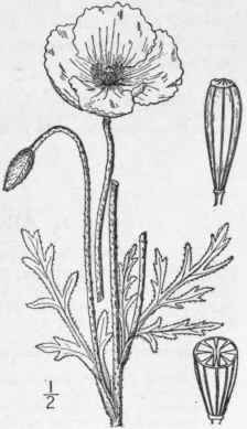3 Papaver D Bium L Long Smooth Fruited Poppy 317