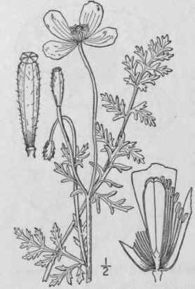 3 Papaver D Bium L Long Smooth Fruited Poppy 318