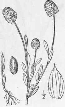 3 Polygala L Tea L Orange Or Yellow Milkwort Wild  1039