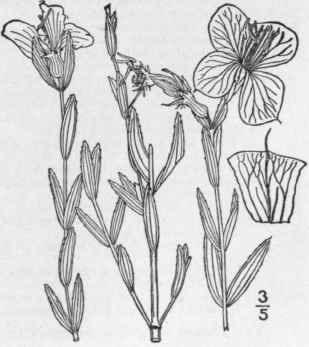 3 Rhexia Arist Sa Britton Awn Petaled Meadow Beaut 1353