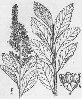 3 Spiraea Toment Sa L Hardhack Steeple Bush 559