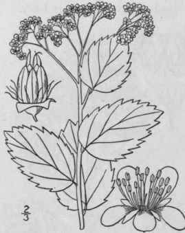 3 Spiraea Toment Sa L Hardhack Steeple Bush 560