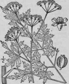 3 Thaspium Pinnatifidum Buckl A Gray Cut Leaved Me 1478