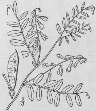 3 Vicia Sparsif Lia Nutt Narrow Leaved American Ve 958