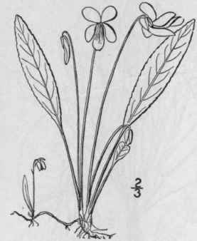 30 Viola Primulif Lia L Primrose Leaved Violet 1295