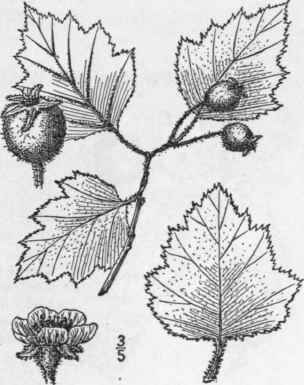 32 Crataegus Intric Ta Lange Lange s Thorn Biltmor 708