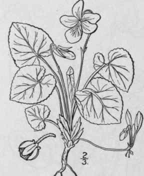 32 Viola Rotundif Lia Michx Round Leaved Or Yellow 1297