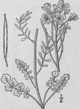 34 Cardamine Tourn L Sp Pl 654 1753 425