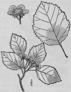 34 Crataegus Padif Lia Sargent Padus Leaved Thorn 710