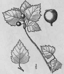 35 Crataegus Populifolia Walter Poplar Leaved Haw 711