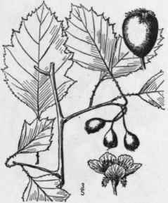 36 Crataegus Straminea Beadle Alleghany Thorn 712