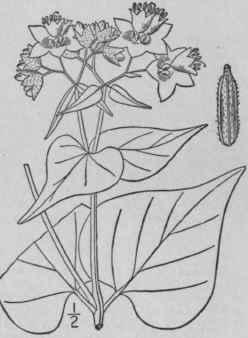 4 Allionia Nyctaginea Michx Heart Leaved Umbrella 71
