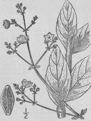 4 Allionia Nyctaginea Michx Heart Leaved Umbrella 72