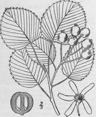 4 Amelanchier Sanguinea Pursh Dc Round Leaved Lune 674