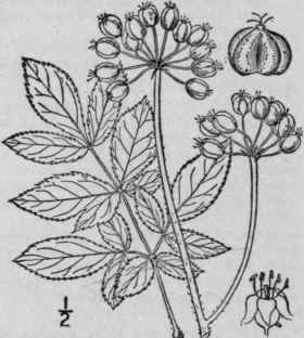 4 Aralia Hispida Vent Bristly Sarsaparilla Wild El 1434