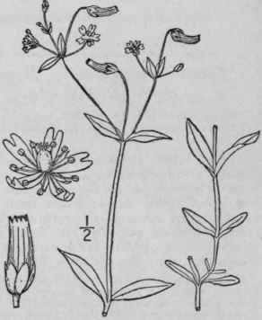 4 Cerastium Longipeduncul Tum Muhl Nodding Chickwe 108