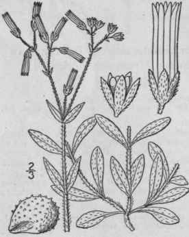 4 Cerastium Longipeduncul Tum Muhl Nodding Chickwe 109