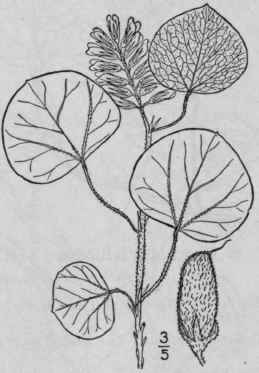 4 Dolicholus Simplicif Lius Walt Vail Round Leaved 987