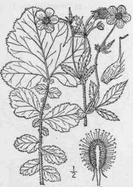 4 Geum Macroph Llum Willd Large Leaved Avens 620