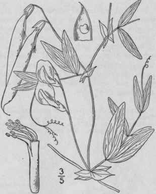 4 Lathyrus Myrtif Lius Muhl Myrtle Leaved Marsh Pe 969
