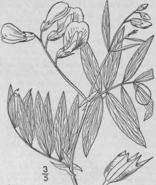 4 Lathyrus Myrtif Lius Muhl Myrtle Leaved Marsh Pe 970