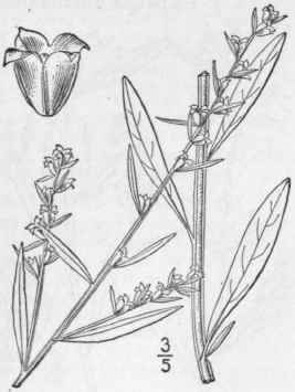 4 Ludwigia Al Ta Ell Wing Stemmed Ludwigia 1361