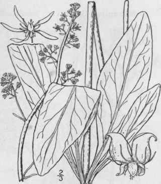 4 Micranthes Pennsylvanica L Haw Pennsylvania Or S 501