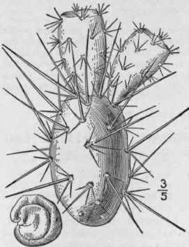 4 Opuntia Polyac Ntha Haw Many Spined Opuntia Tuna 1333