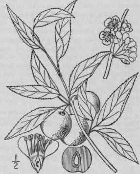 4 Prunus Angustif Lia Marsh Chickasaw Plum Hog Plu 754
