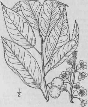 4 Prunus Angustif Lia Marsh Chickasaw Plum Hog Plu 755